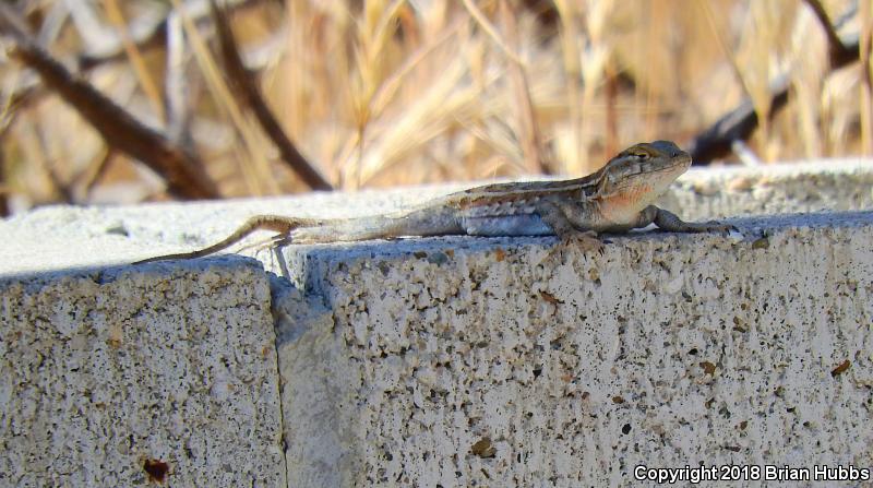 Common Side-blotched Lizard (Uta stansburiana)