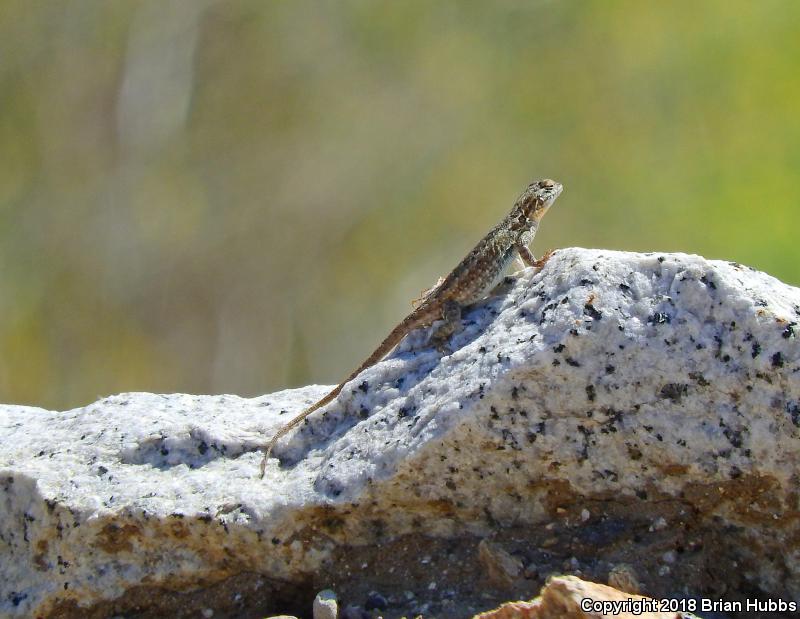 Common Side-blotched Lizard (Uta stansburiana)