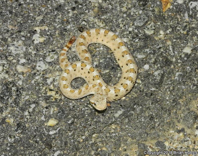 Mojave Desert Sidewinder (Crotalus cerastes cerastes)