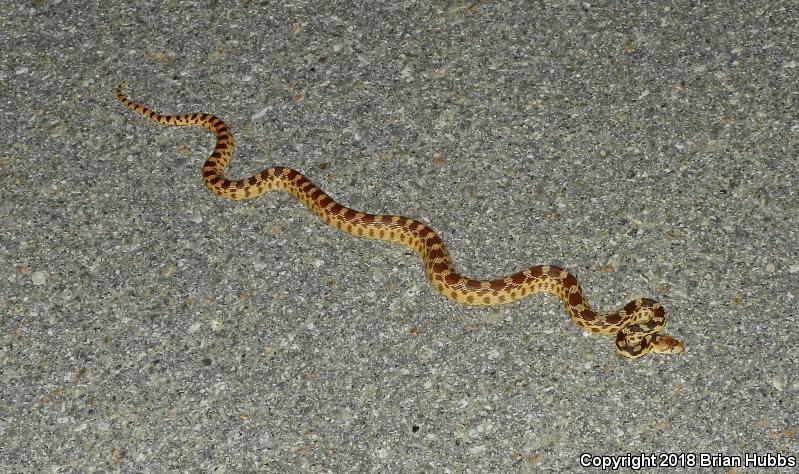 Great Basin Gopher Snake (Pituophis catenifer deserticola)