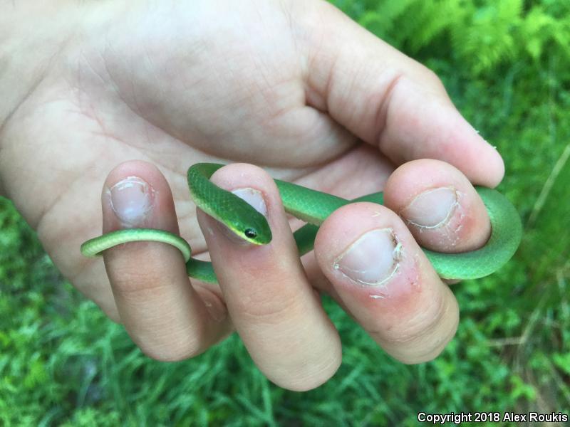 Eastern Smooth Greensnake (Opheodrys vernalis vernalis)