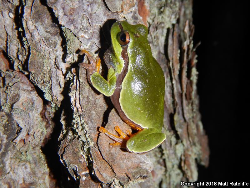 Pine Barrens Treefrog (Hyla andersonii)