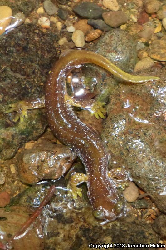 Columbia Torrent Salamander (Rhyacotriton kezeri)