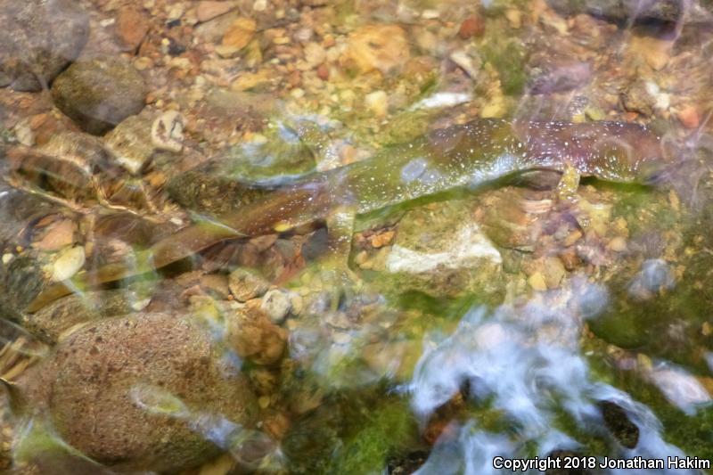 Columbia Torrent Salamander (Rhyacotriton kezeri)