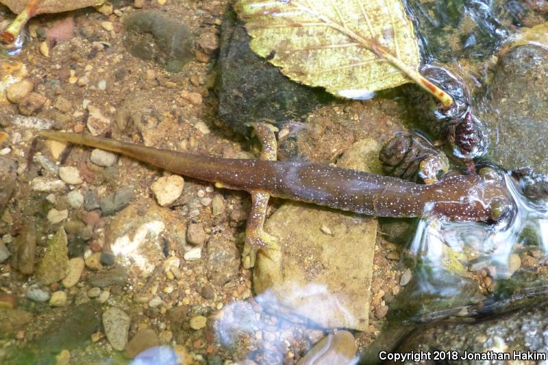 Columbia Torrent Salamander (Rhyacotriton kezeri)