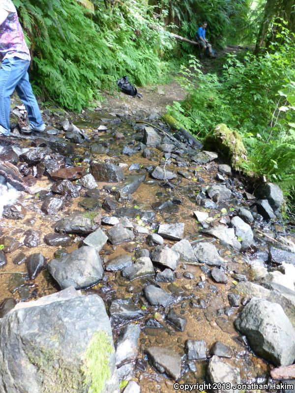 Columbia Torrent Salamander (Rhyacotriton kezeri)