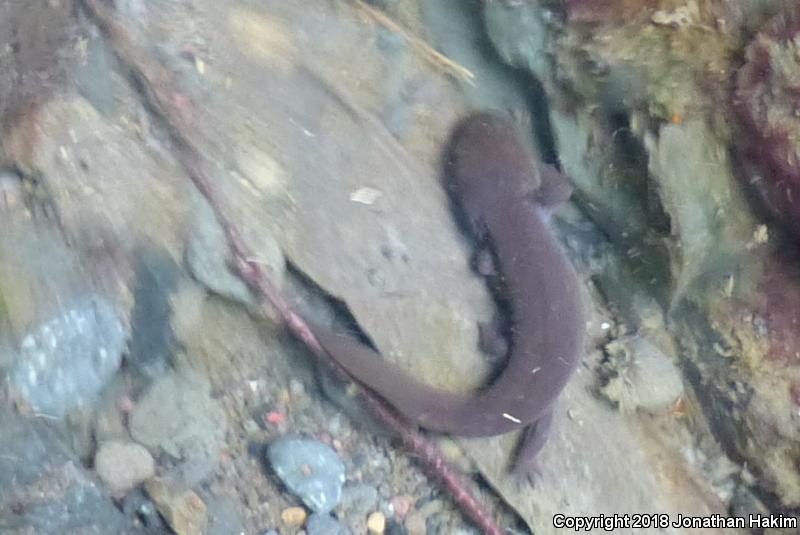 Coastal Giant Salamander (Dicamptodon tenebrosus)