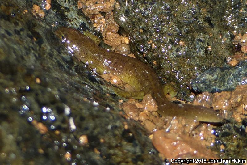 Columbia Torrent Salamander (Rhyacotriton kezeri)