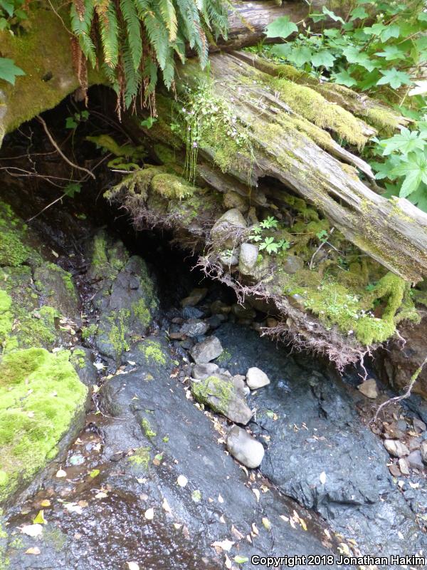 Columbia Torrent Salamander (Rhyacotriton kezeri)