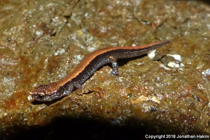 Western Red-backed Salamander (Plethodon vehiculum)