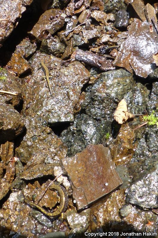 Dunn's Salamander (Plethodon dunni)