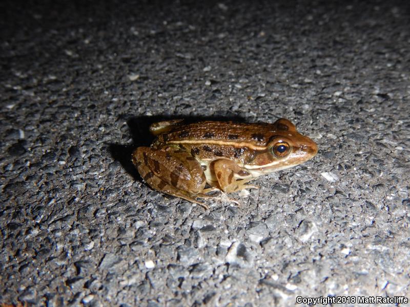 Atlantic Coast Leopard Frog (Lithobates kauffeldi)