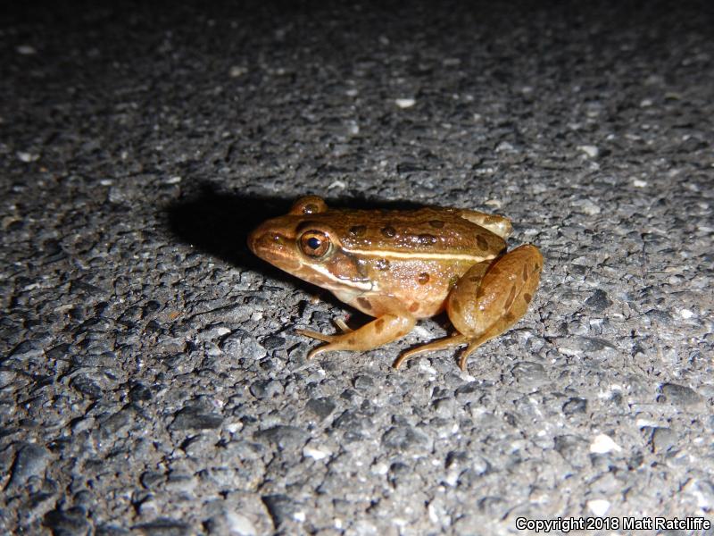 Atlantic Coast Leopard Frog (Lithobates kauffeldi)