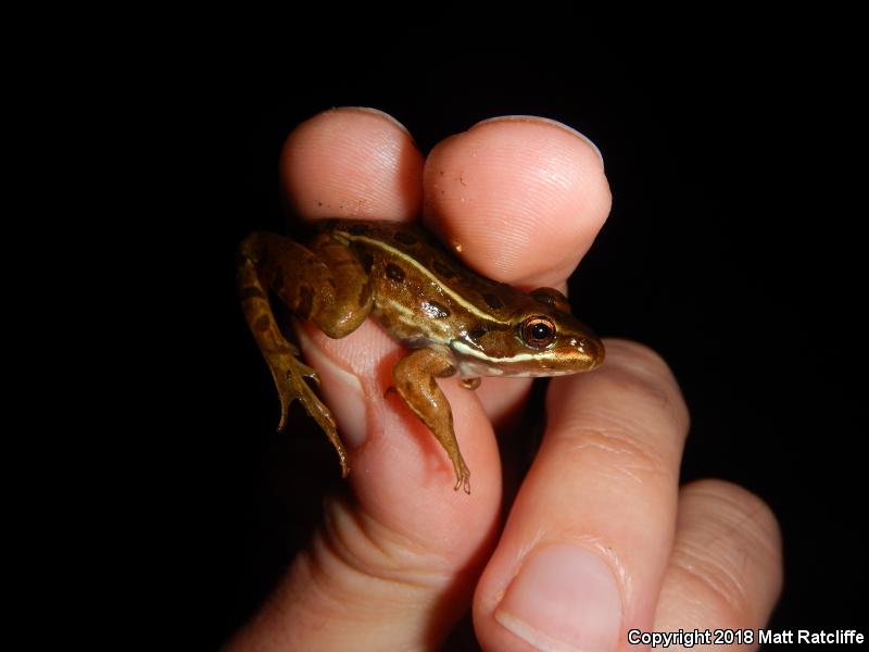 Atlantic Coast Leopard Frog (Lithobates kauffeldi)