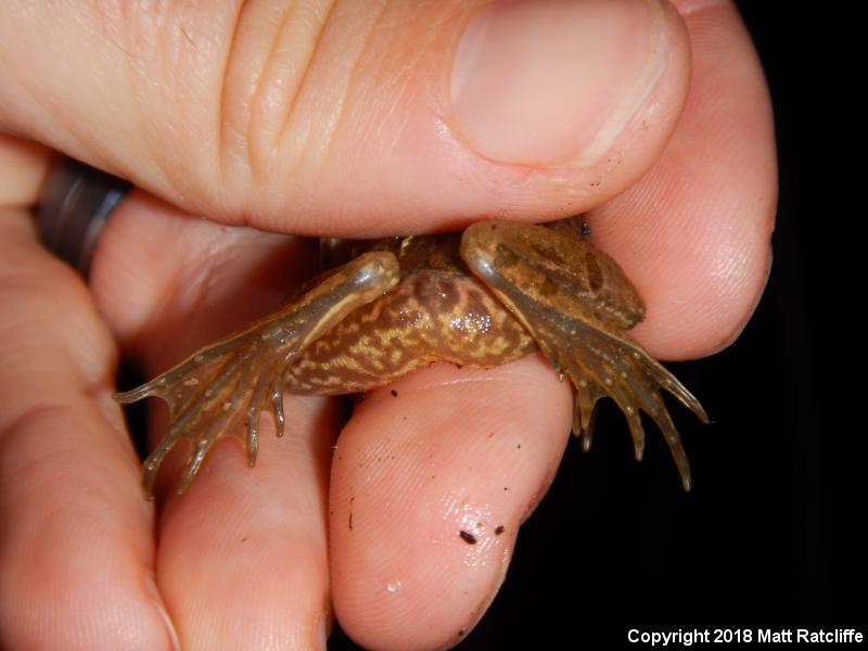 Atlantic Coast Leopard Frog (Lithobates kauffeldi)