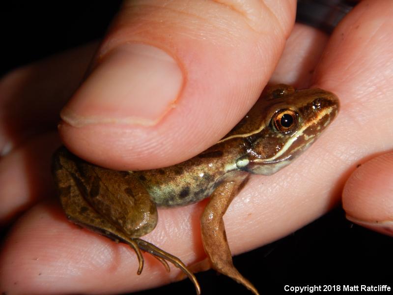 Atlantic Coast Leopard Frog (Lithobates kauffeldi)