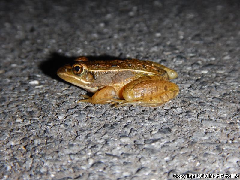 Atlantic Coast Leopard Frog (Lithobates kauffeldi)