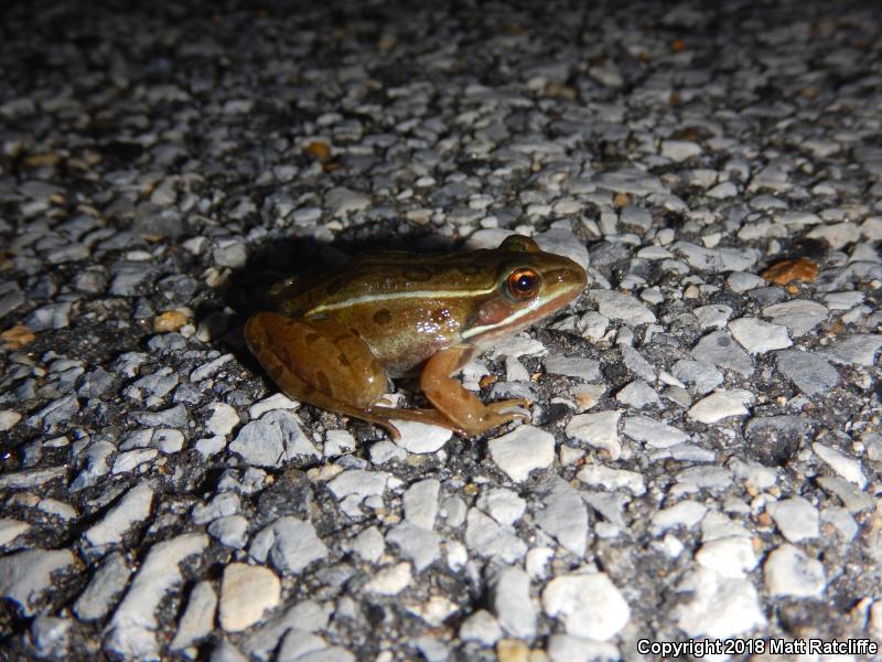 Atlantic Coast Leopard Frog (Lithobates kauffeldi)