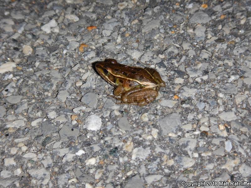 Atlantic Coast Leopard Frog (Lithobates kauffeldi)