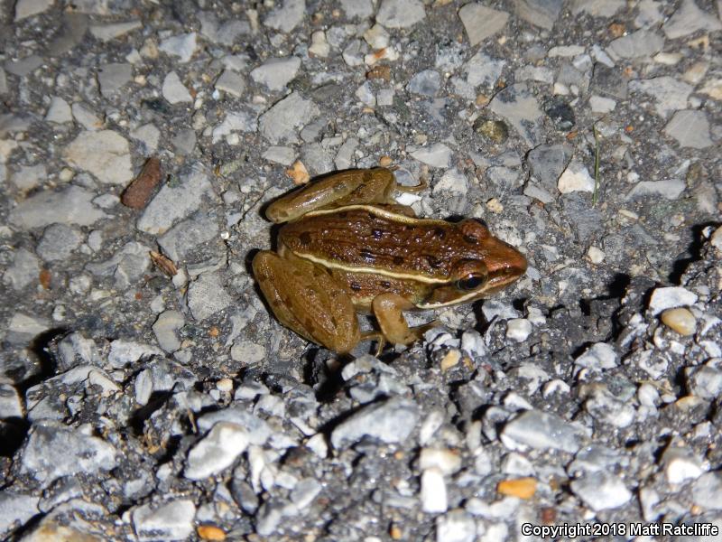 Atlantic Coast Leopard Frog (Lithobates kauffeldi)