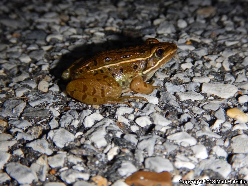 Atlantic Coast Leopard Frog (Lithobates kauffeldi)