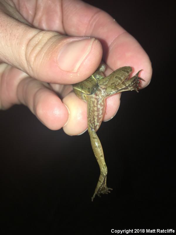 Atlantic Coast Leopard Frog (Lithobates kauffeldi)