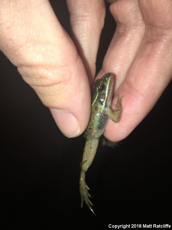 Atlantic Coast Leopard Frog (Lithobates kauffeldi)