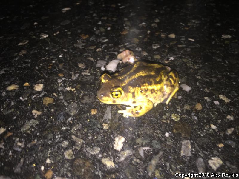 Eastern Spadefoot (Scaphiopus holbrookii)