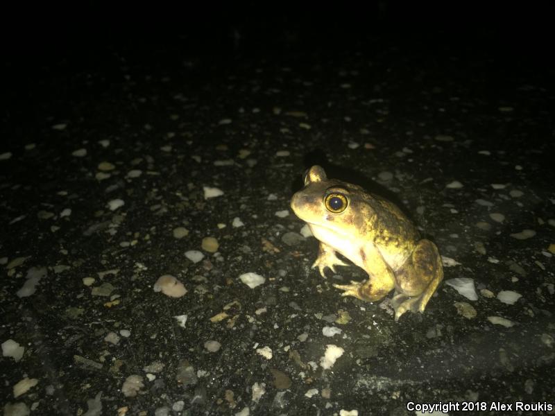 Eastern Spadefoot (Scaphiopus holbrookii)