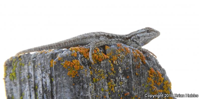 San Joaquin Fence Lizard (Sceloporus occidentalis biseriatus)