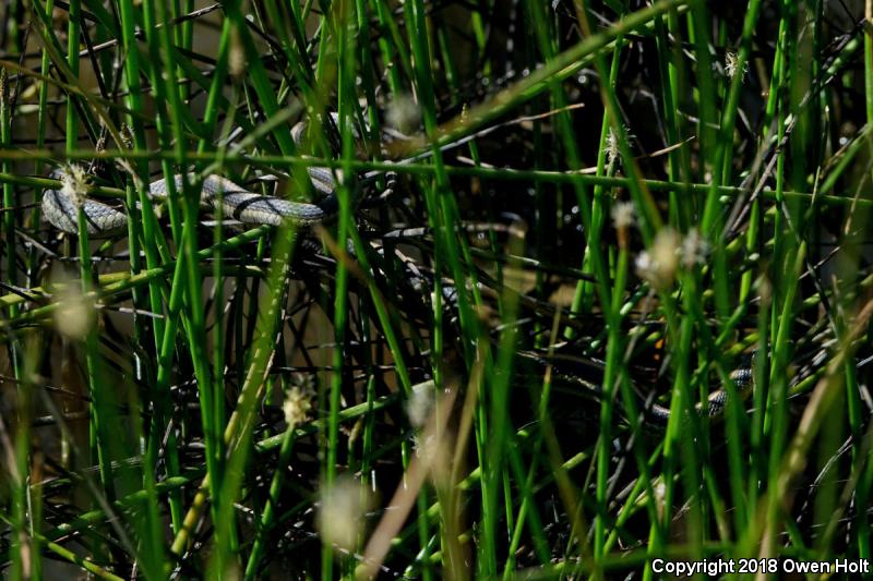 Diablo Gartersnake (Thamnophis atratus zaxanthus)