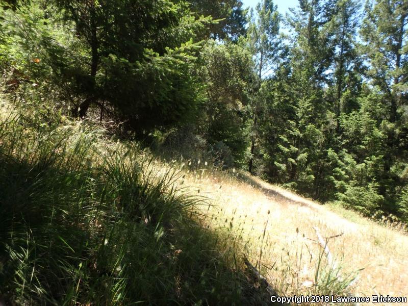 California Mountain Kingsnake (Lampropeltis zonata)