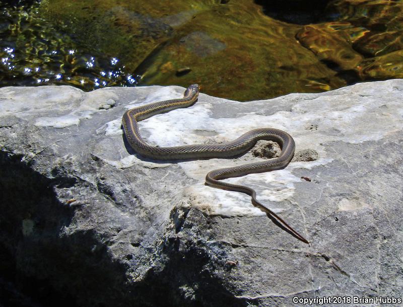 Oregon Gartersnake (Thamnophis atratus hydrophilus)