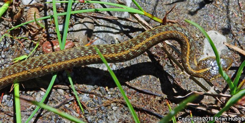 Oregon Gartersnake (Thamnophis atratus hydrophilus)