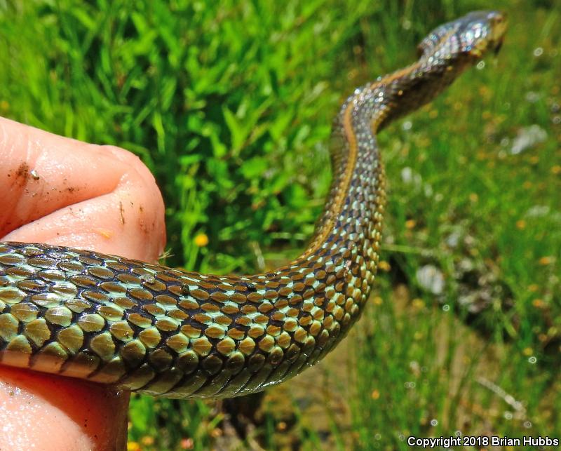 Oregon Gartersnake (Thamnophis atratus hydrophilus)