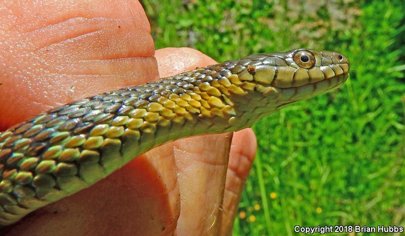 Oregon Gartersnake (Thamnophis atratus hydrophilus)