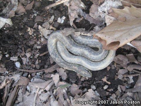 Eastern Gartersnake (Thamnophis sirtalis sirtalis)