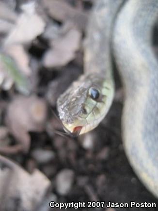 Eastern Gartersnake (Thamnophis sirtalis sirtalis)