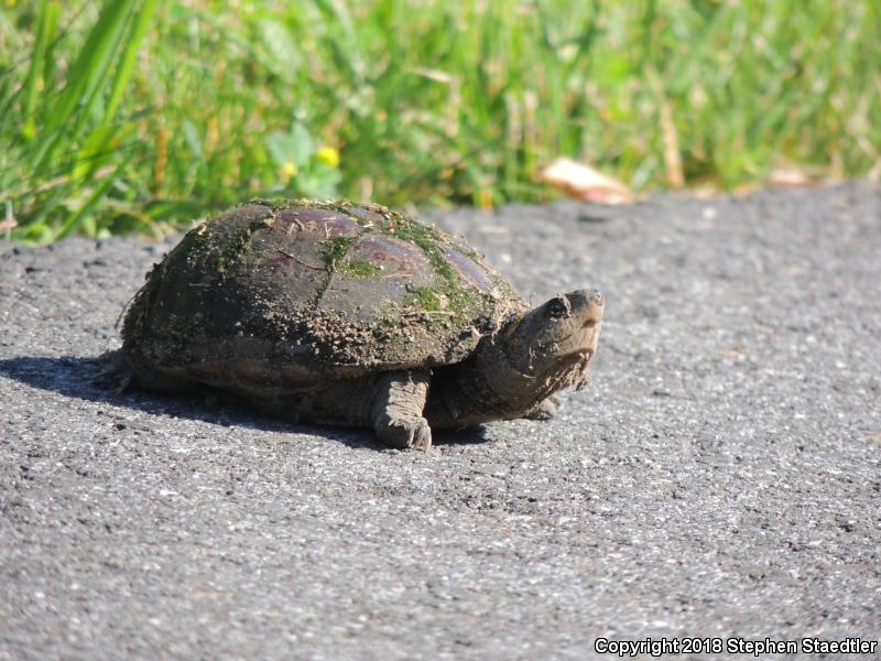 Eastern Mud Turtle (Kinosternon subrubrum subrubrum)