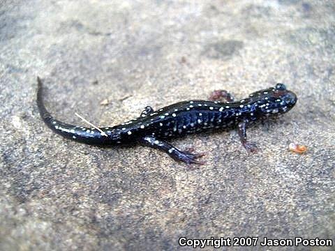 Northern Slimy Salamander (Plethodon glutinosus)