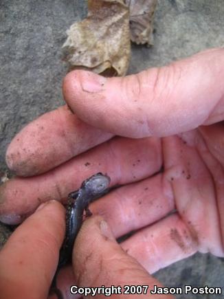 Northern Slimy Salamander (Plethodon glutinosus)