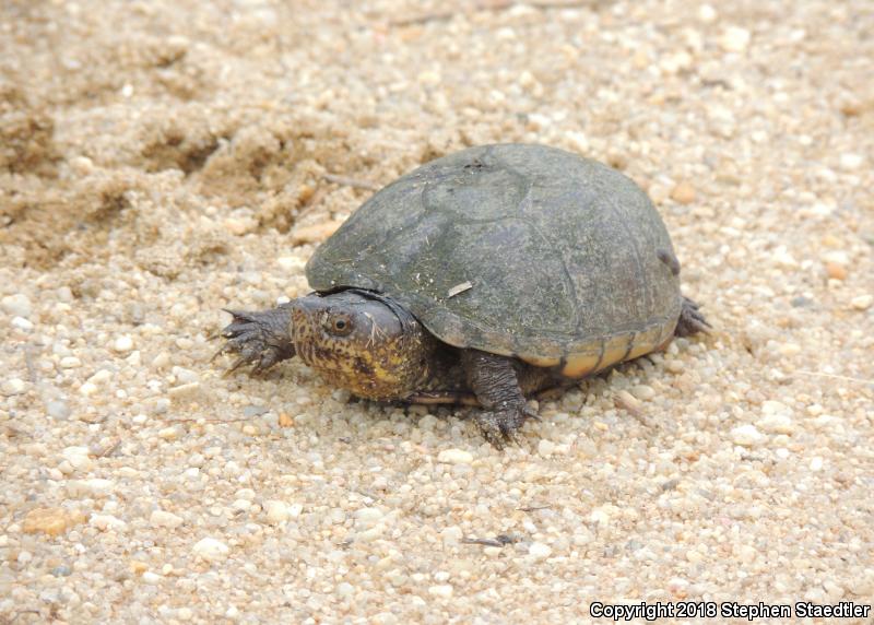 Eastern Mud Turtle (Kinosternon subrubrum)