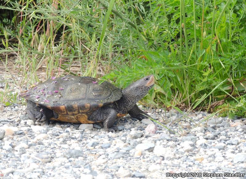 Diamond-backed Terrapin (Malaclemys terrapin)