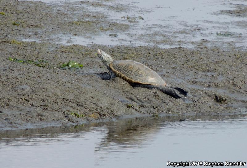 Diamond-backed Terrapin (Malaclemys terrapin)