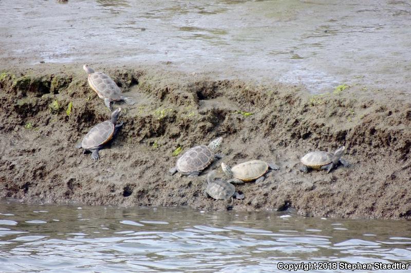 Diamond-backed Terrapin (Malaclemys terrapin)