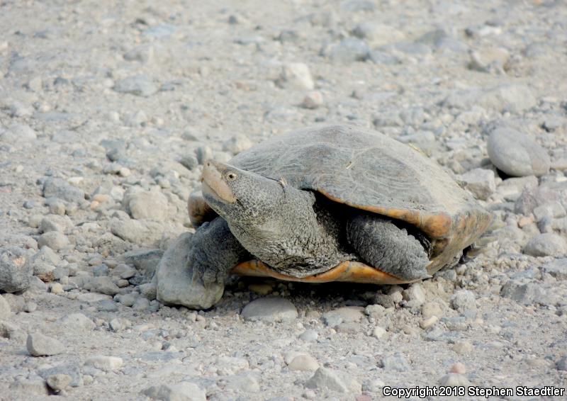 Diamond-backed Terrapin (Malaclemys terrapin)