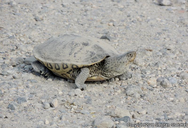 Diamond-backed Terrapin (Malaclemys terrapin)