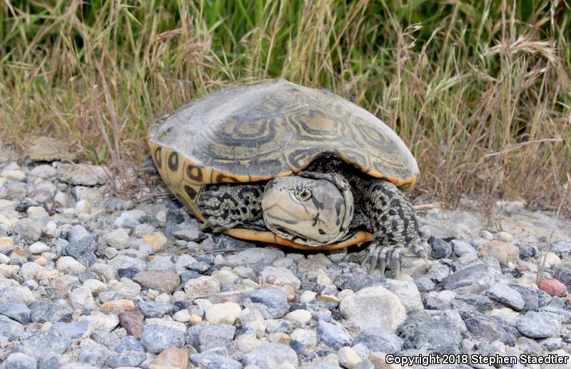 Diamond-backed Terrapin (Malaclemys terrapin)