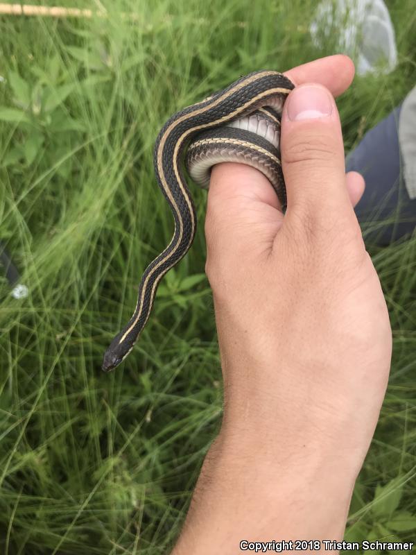 Northern Ribbonsnake (Thamnophis sauritus septentrionalis)