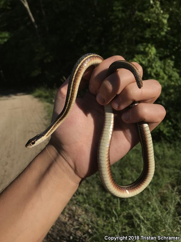 Northern Ribbonsnake (Thamnophis sauritus septentrionalis)